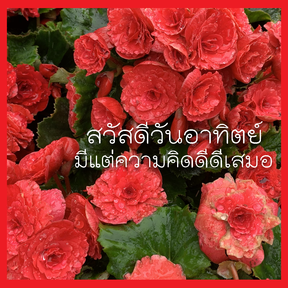 สวัสดีวันอาทิตย์